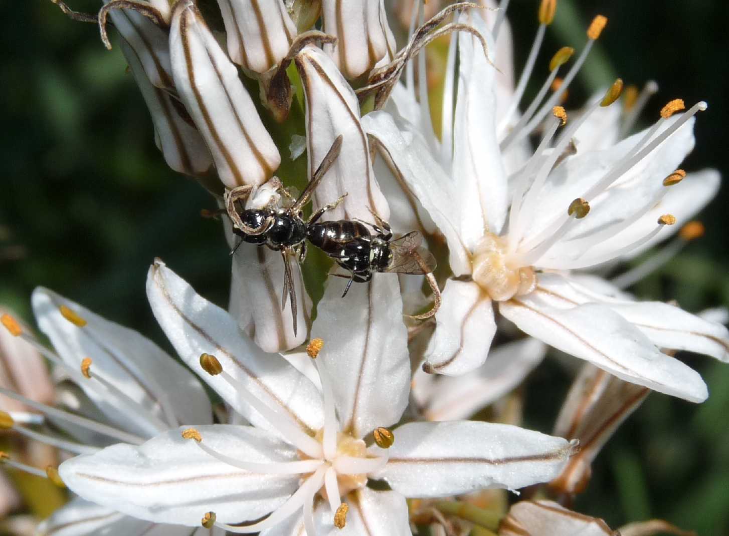 Ceratina cucurbitina in accoppiamento